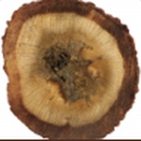 Agarwood (Oud)