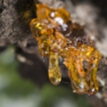 Amberwood