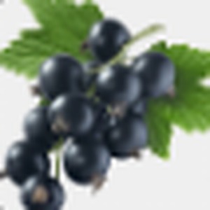 Black Currant