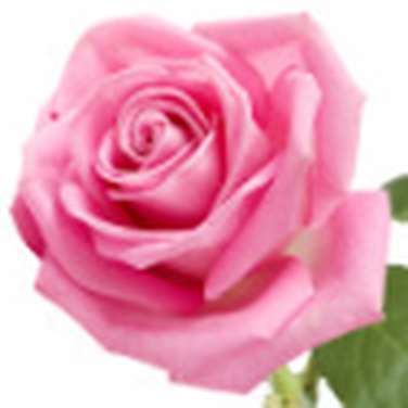 Bulgarian Rose