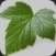 Cassia