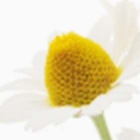 Chamomile