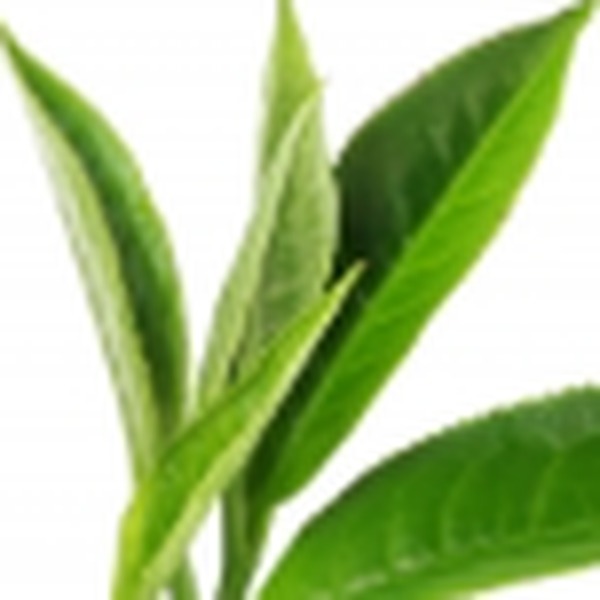 Chinese Black Tea