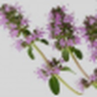 Clary Sage
