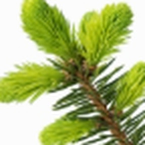 Fir Resin