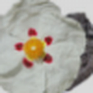 French Labdanum