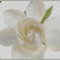 Gardenia