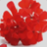Geranium