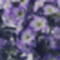Heliotrope