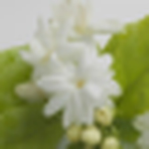 Jasmine