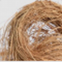 Vetiver