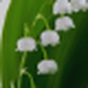 Lily-of-the-Valley