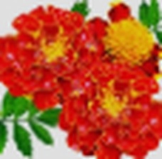Marigold