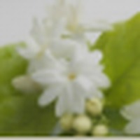 Moroccan Jasmine