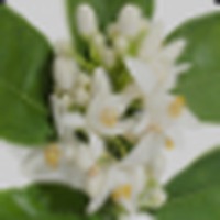 Neroli