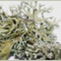 Oak Moss