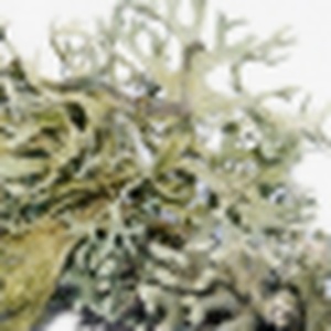 Oakmoss