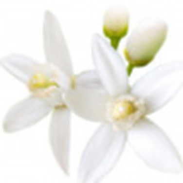 Orange Blossom