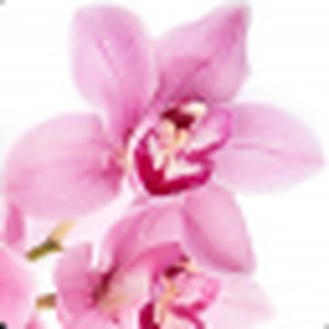 Orchid