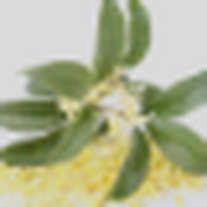 Osmanthus