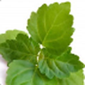 Patchouli