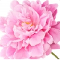 Peony