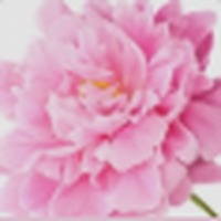 Peony