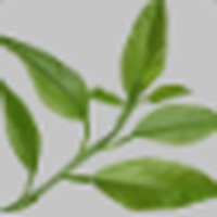 Petitgrain