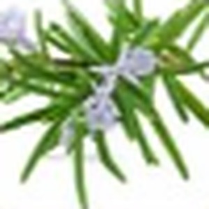 Rosemary