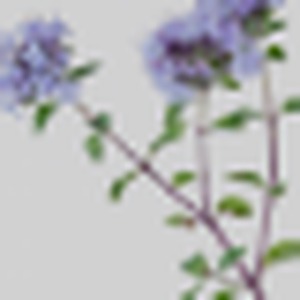 Thyme