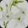 Tobacco Blossom