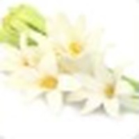 Tuberose