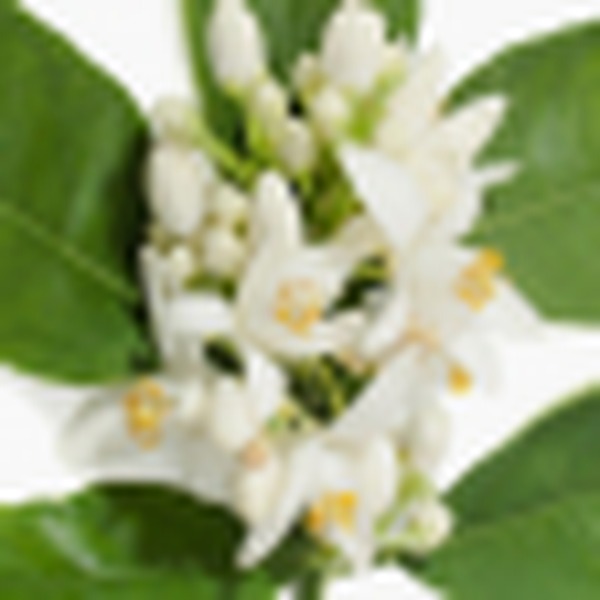 Tunisian Neroli