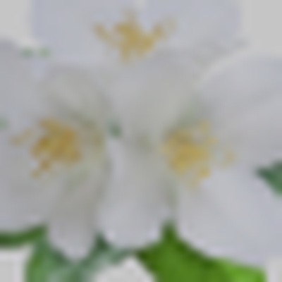 White Flowers